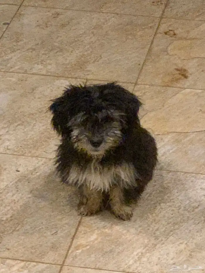 للبيع كلاب شيتزو للجادين السعر مغري 1