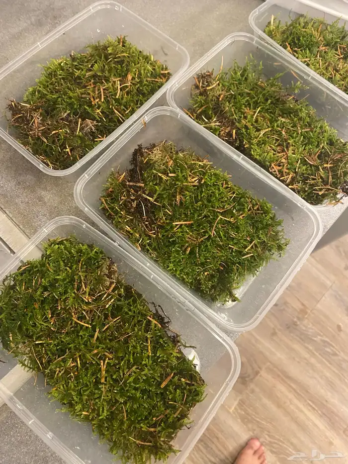 نبات بلات موس 0