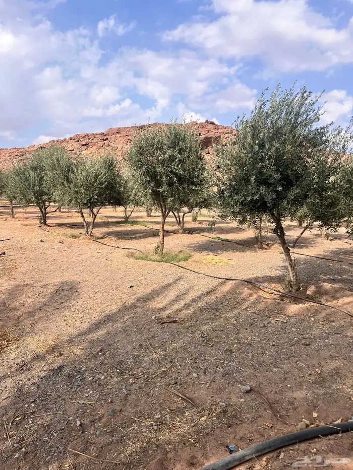 شجر زيتون كبير 0