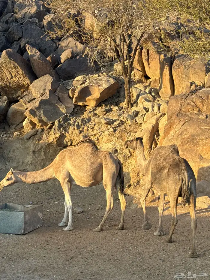 للبيع ماخضين 4