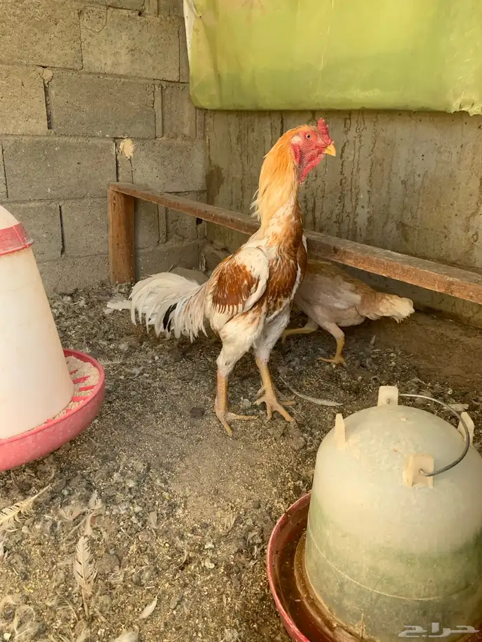 جوز دجاج باكستاني أصيل 5