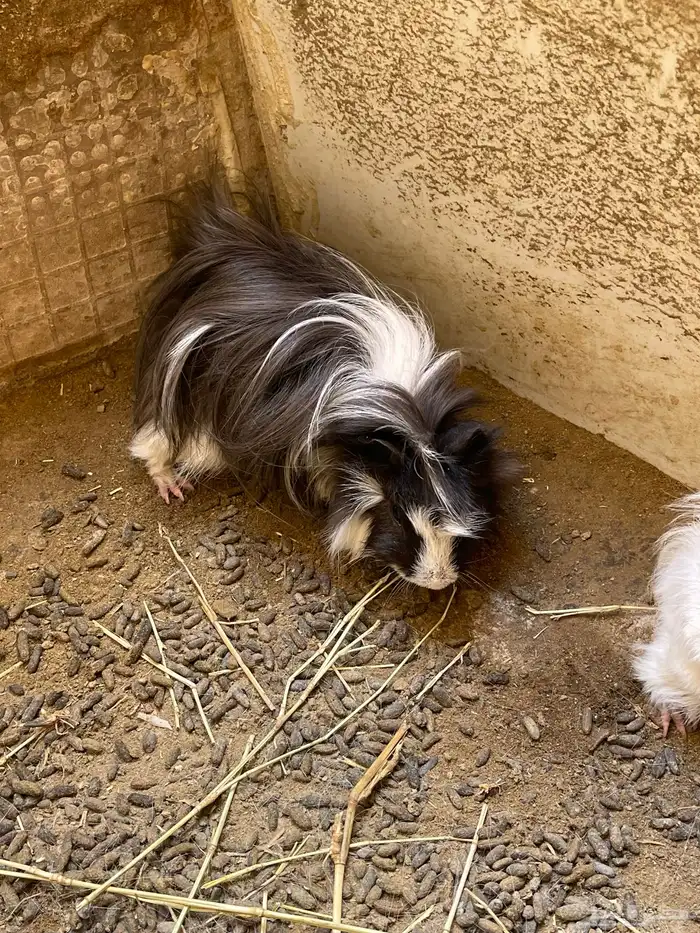 وبرة نظيفة وبشعر كثيف (أمريكي- فرنسي- بلدي) 1