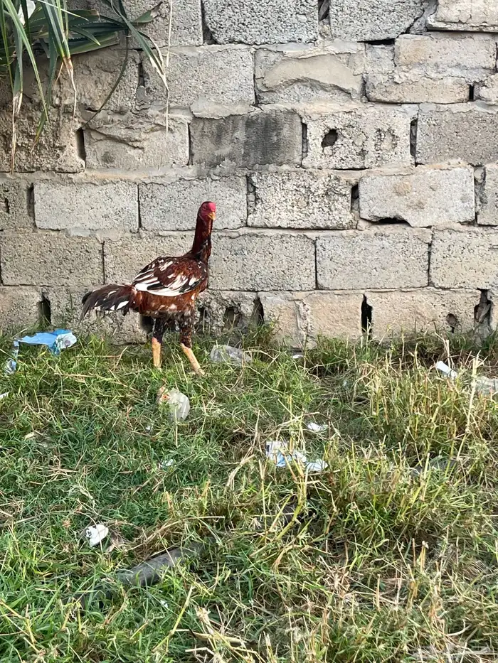 ديك باكستاني 0