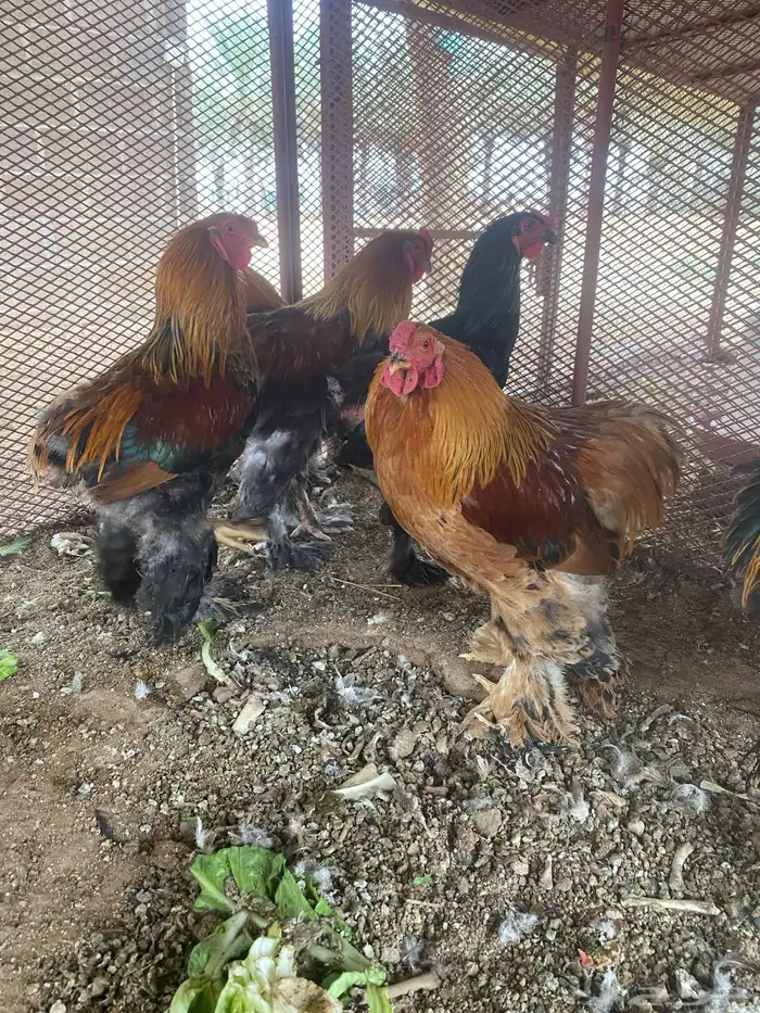 ديوك براهما 1