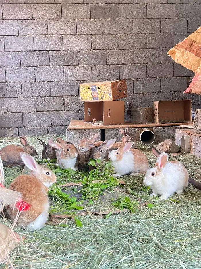 ارانب للبيع مشروطه صحتها 0