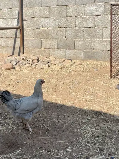 دجاج كفو للبيع index