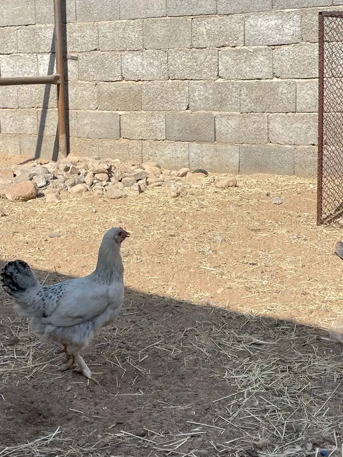 دجاج كفو للبيع 3