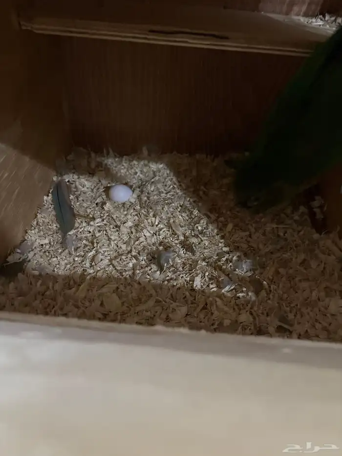 جوز كنيور منتج شرط 3