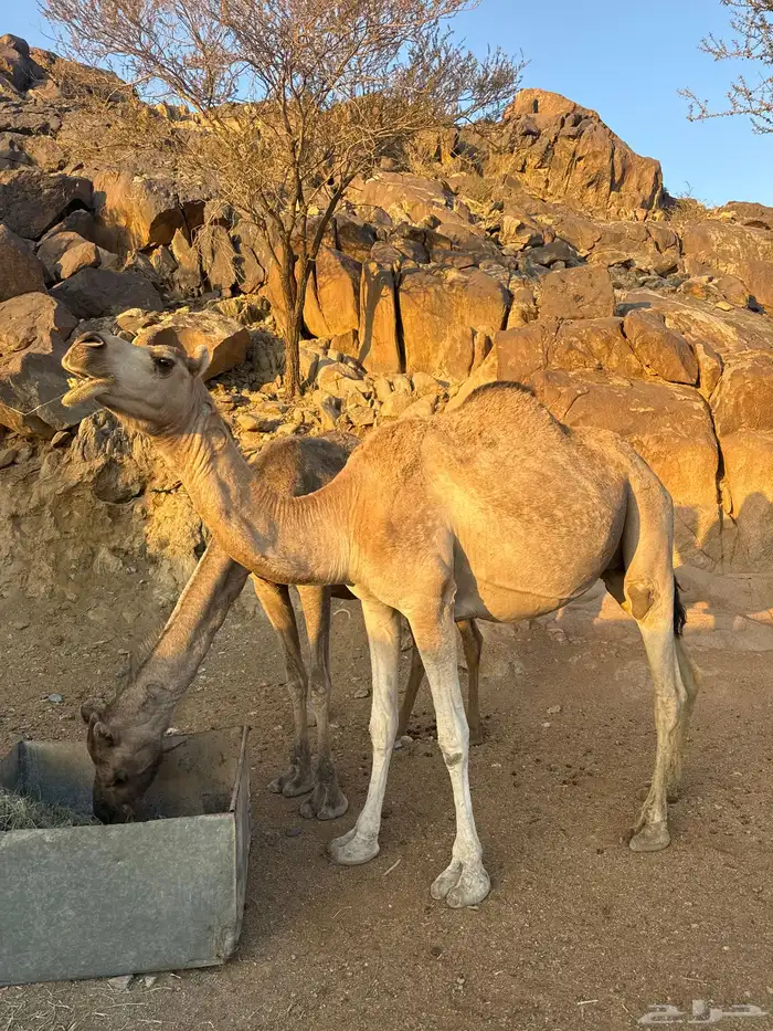 للبيع ماخضين 5