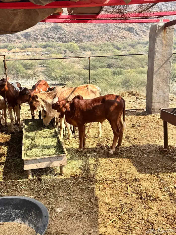 بقره للبيع معها ذكر 4