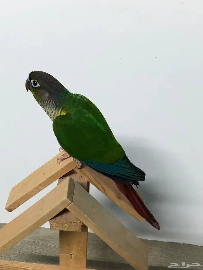 فرخين كنيور 13