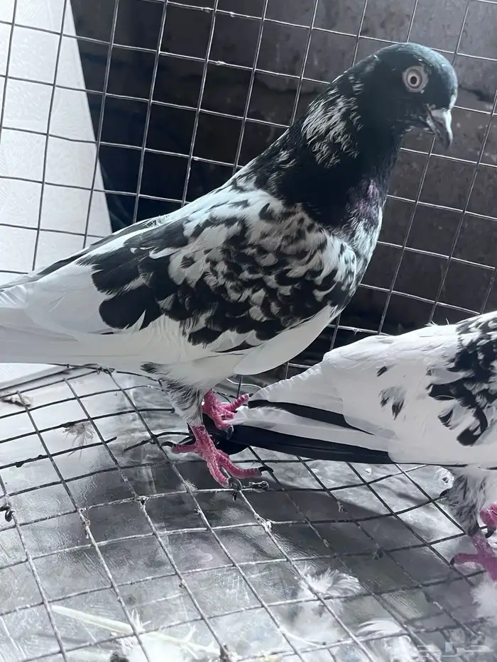 البيع حمام 3