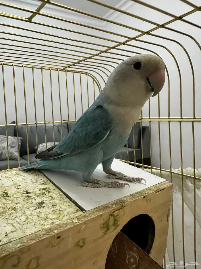 ذكر روز كان اليف جدا  الحين فيه خوف 0