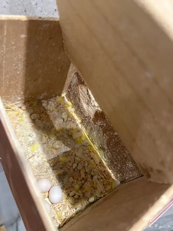 طيور بادجي 4