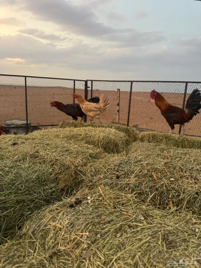 دجاج البيع عدد6 3 ديوك 3 دججات فيه ددجتين مفقصه 1