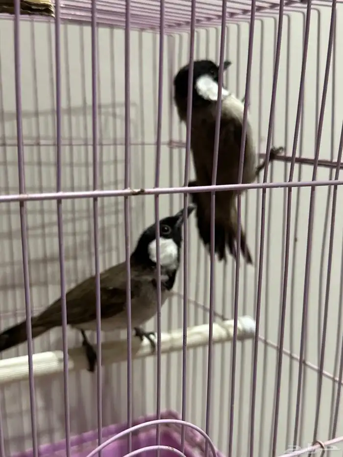 بلبل بلابل عراقي ابيض الخدين 5