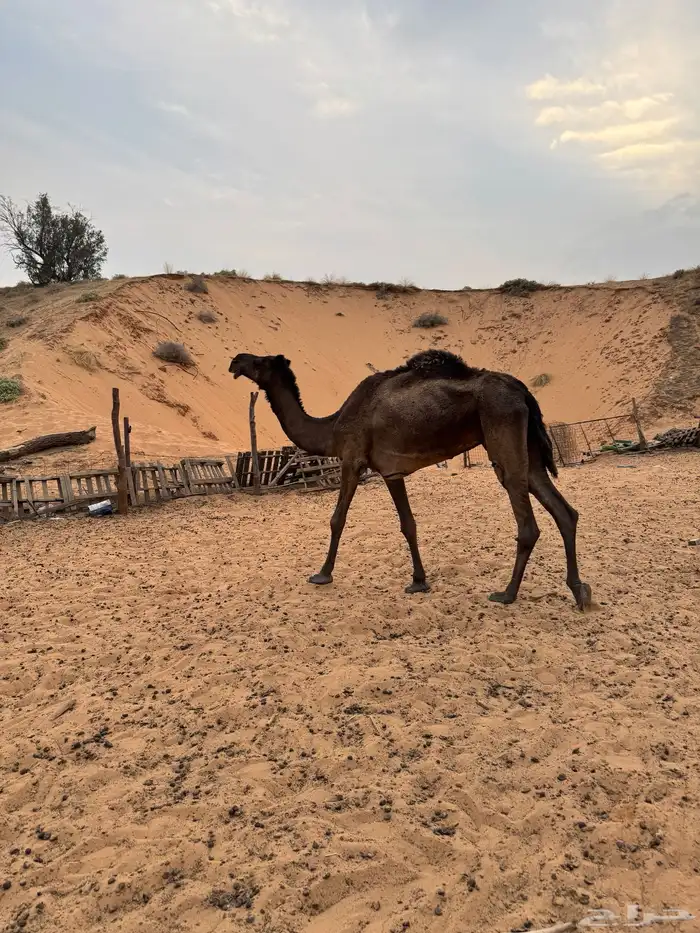 ناقه وبعير 3