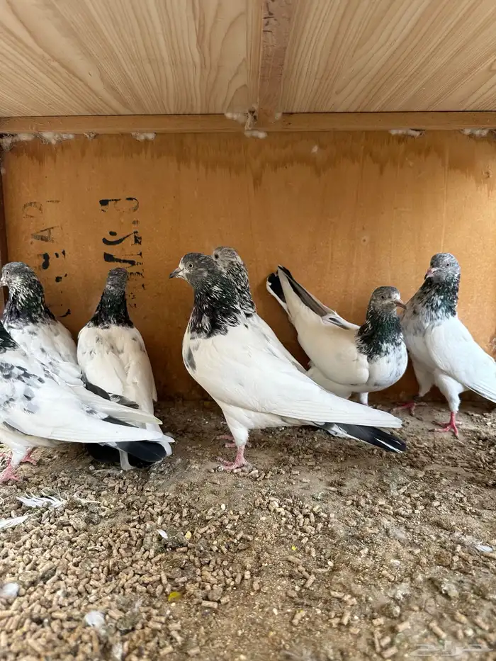 حمام باكستاني 8