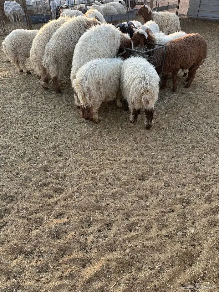 خرفان نعيم طيبه 3