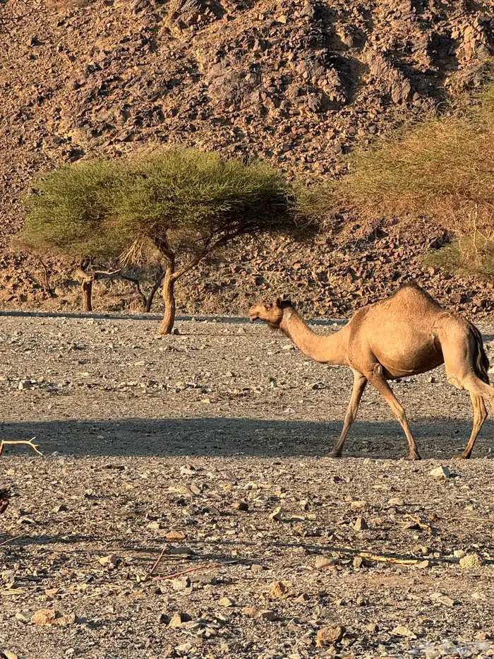 ناقه للبيع وصل السوم 9600 4