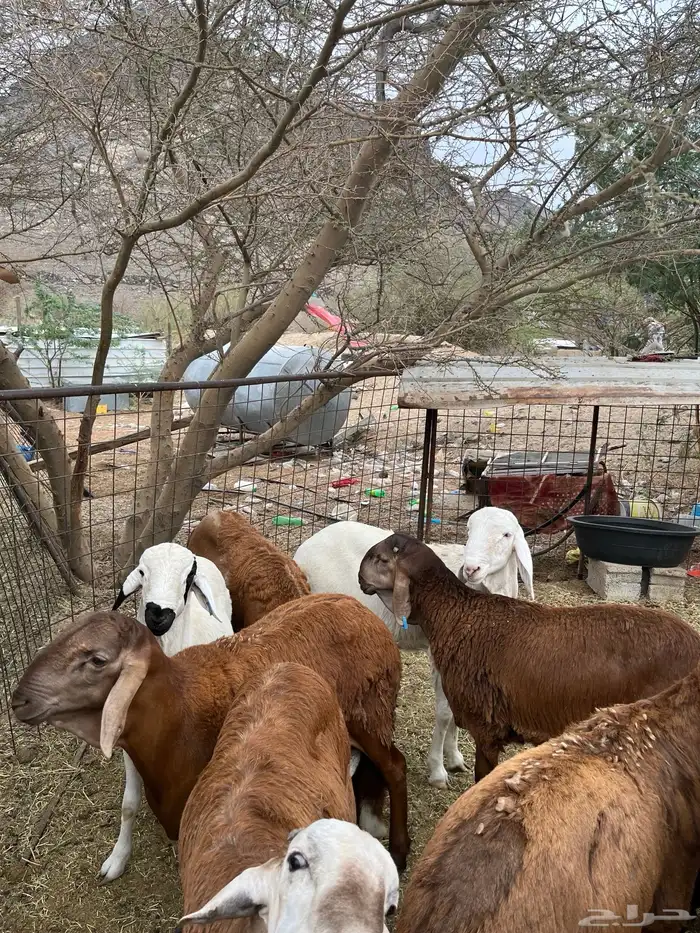 للبيع سواكن حمري 2