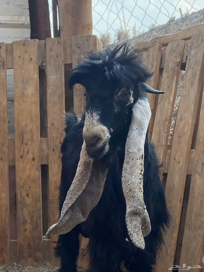 تيس صنف مشروع فحل 12