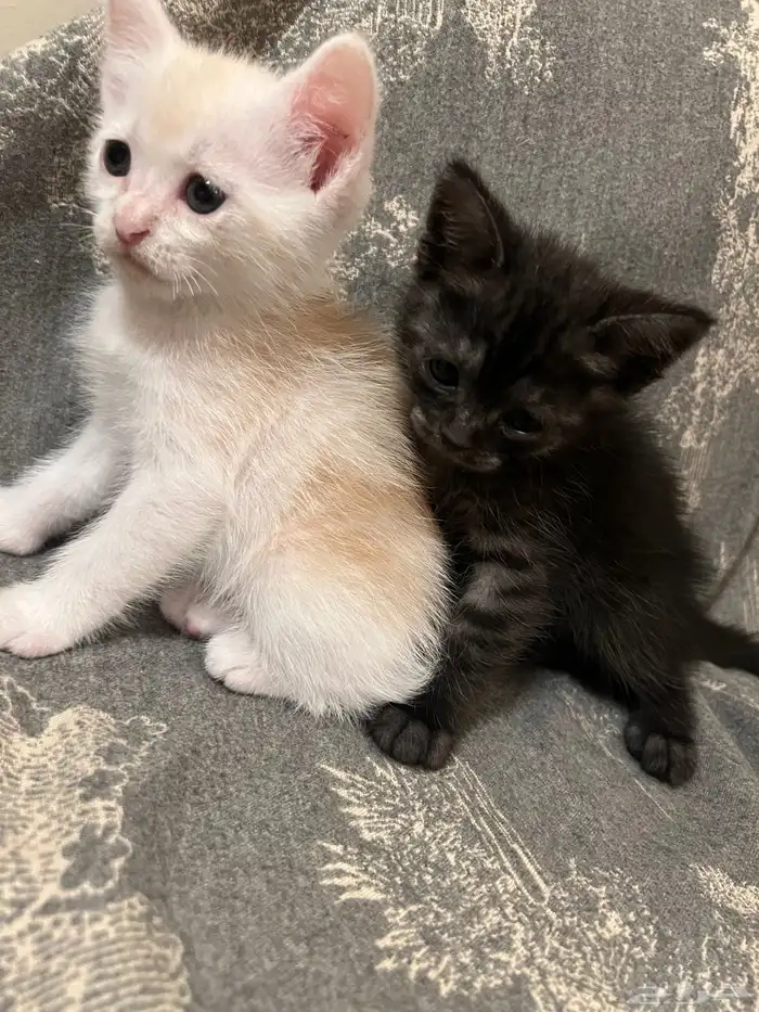 كتن شيرازي قطط للبيع مو للتبني هجين برتش 3