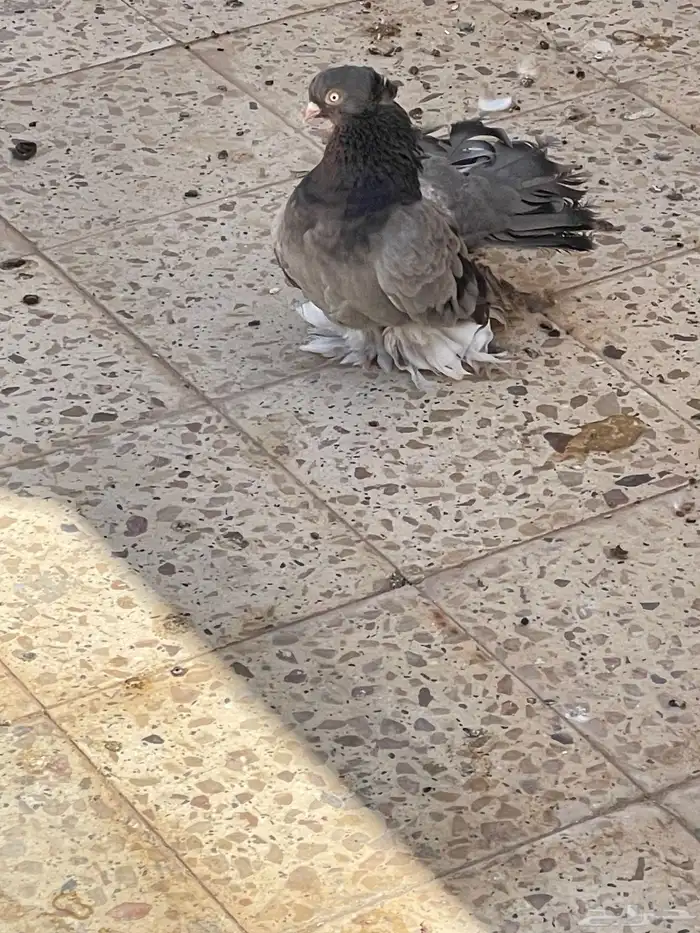 حمام رقاص جاواء 3