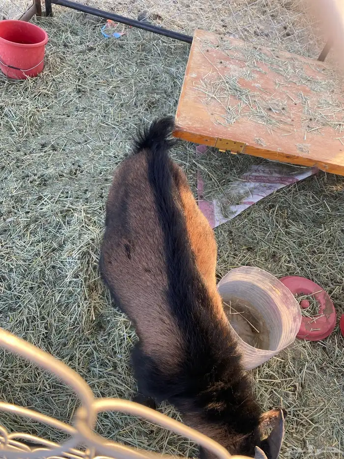 القزم حق المشهور الجزل 0