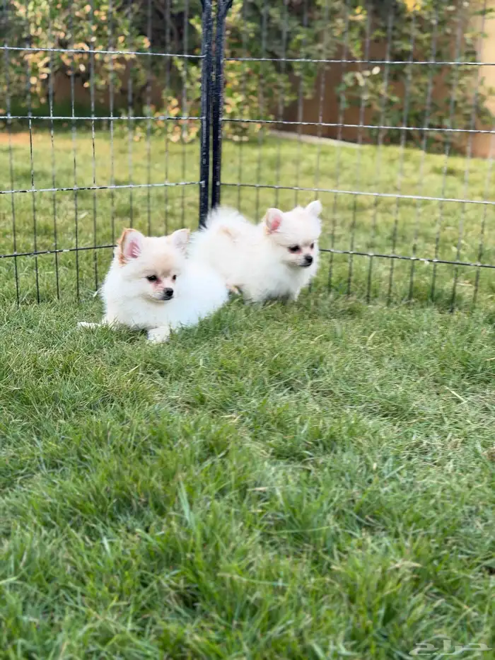 جراء بومرينيان سبيتز 3