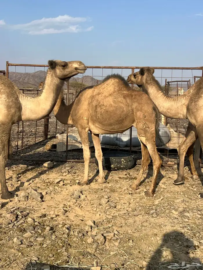 بكار لقحات وخلفات من 5800 يبلاش مراح واحد 4