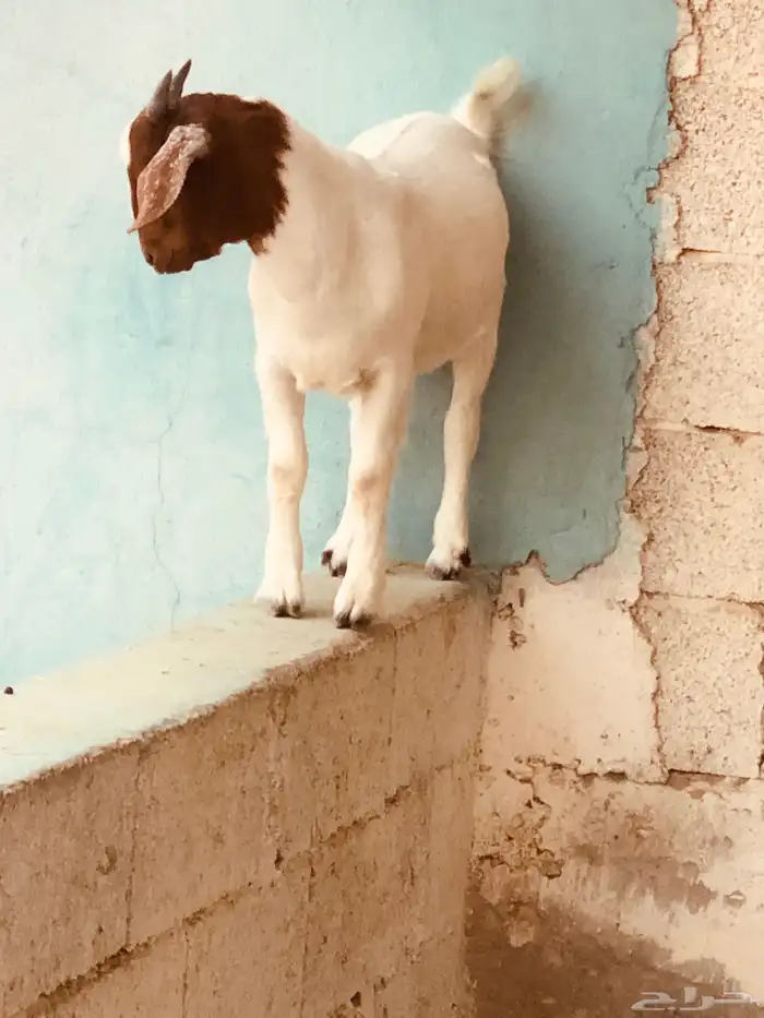 تيوس بورقت هجين عدد اثنين 3