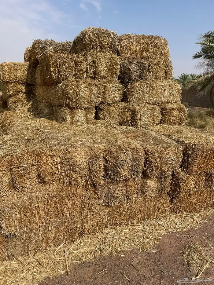 كوم تبن شعير حول الميه حويل 1