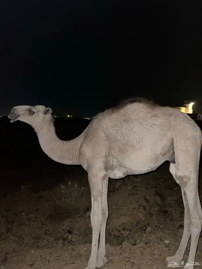 قعود للبيع 0