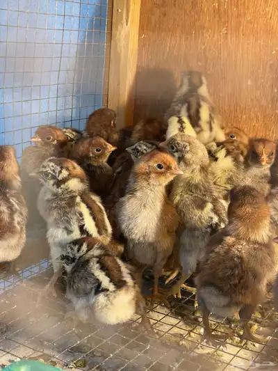 صوص بلدي فيومي شبابي جامبو index