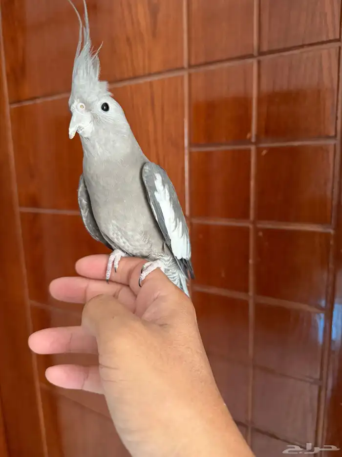 كروان اليف 3