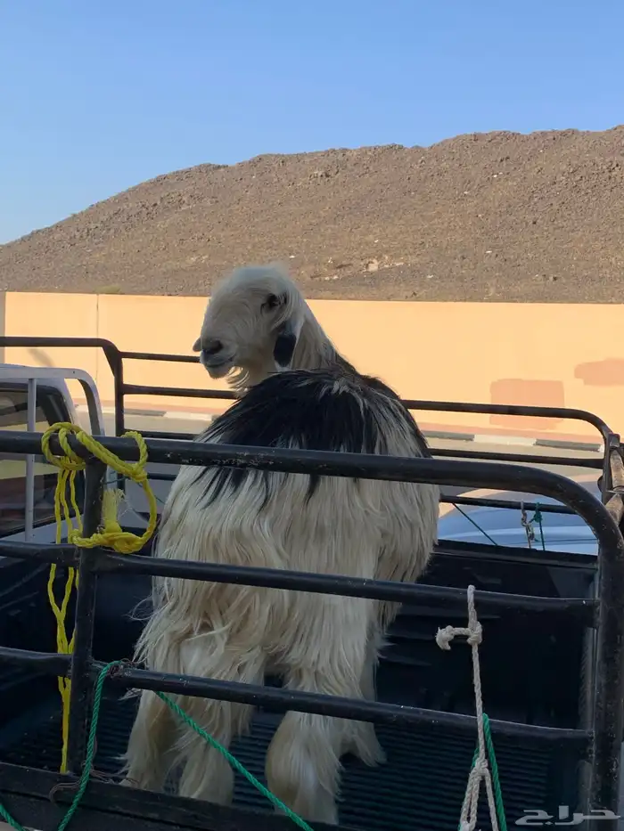 شاه صنف حايل 3