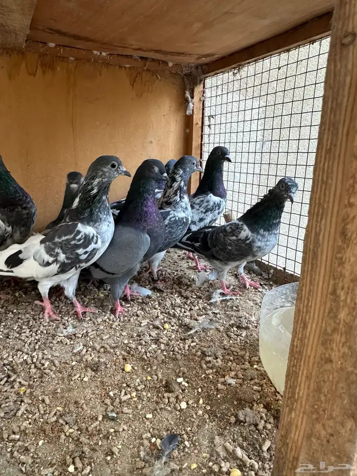 حمام باكستاني 1