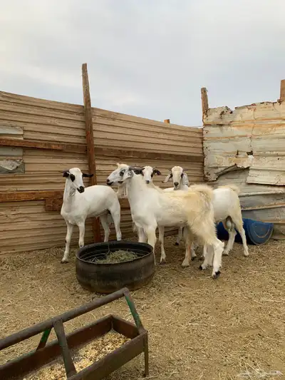 تيوس بيشيات index