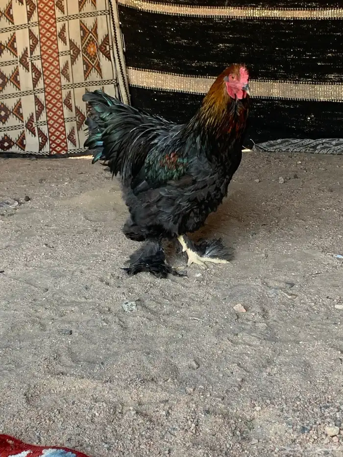 ديك براهما الماني فاخرر 4