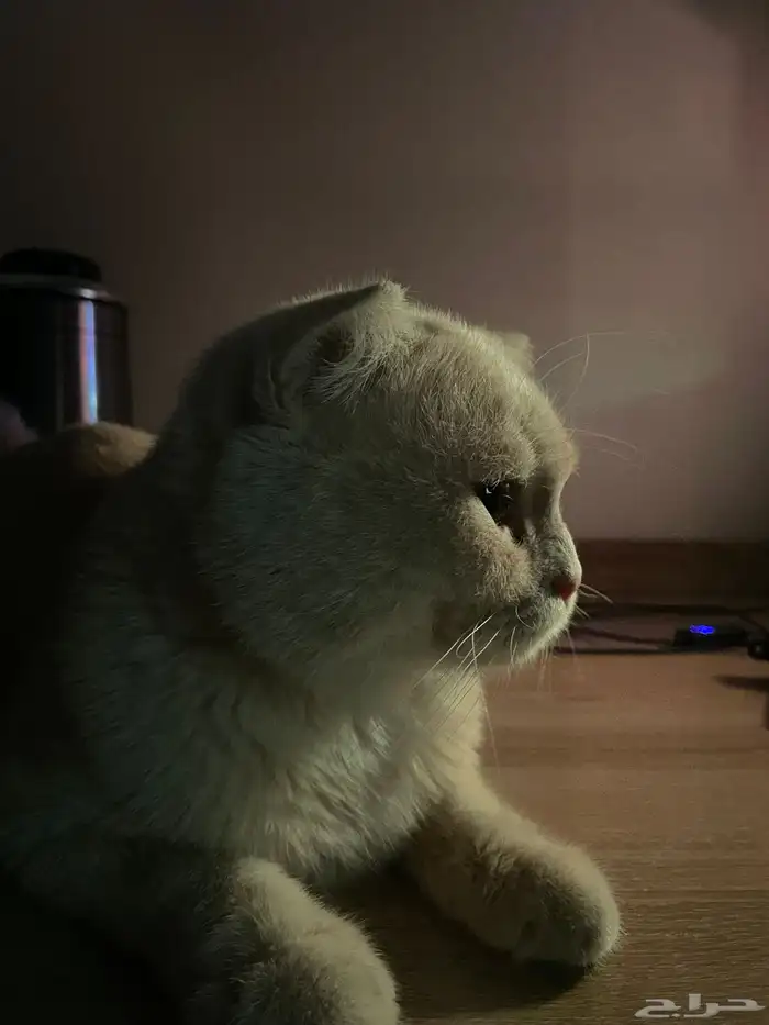 قط ذكر طالب تزاوج 2