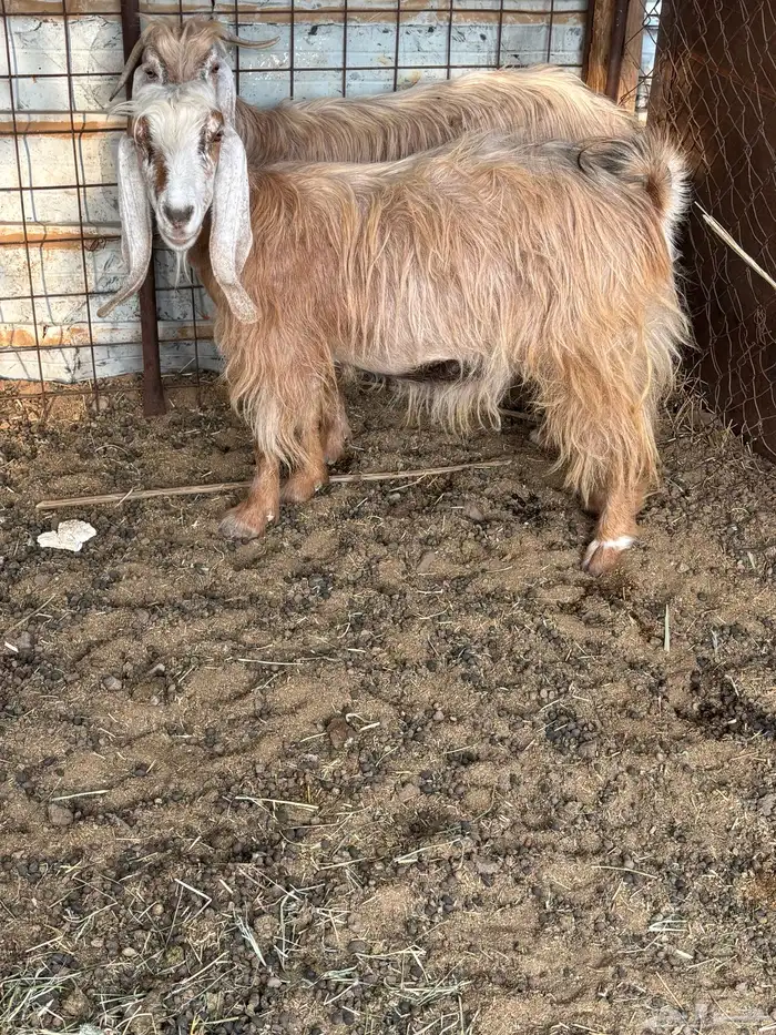 معزا مصريات دفيع 0