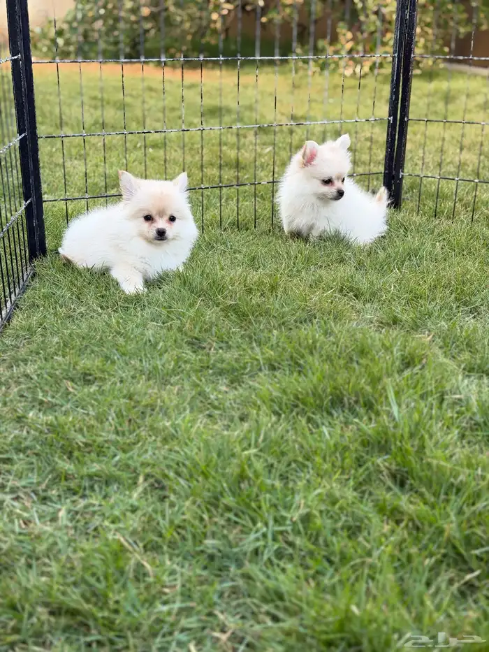 جراء بومرينيان سبيتز 11