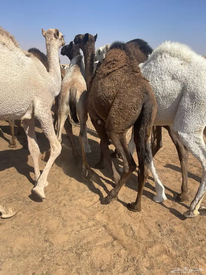 قعدان للمناسبات كفو التواصل خاص 4