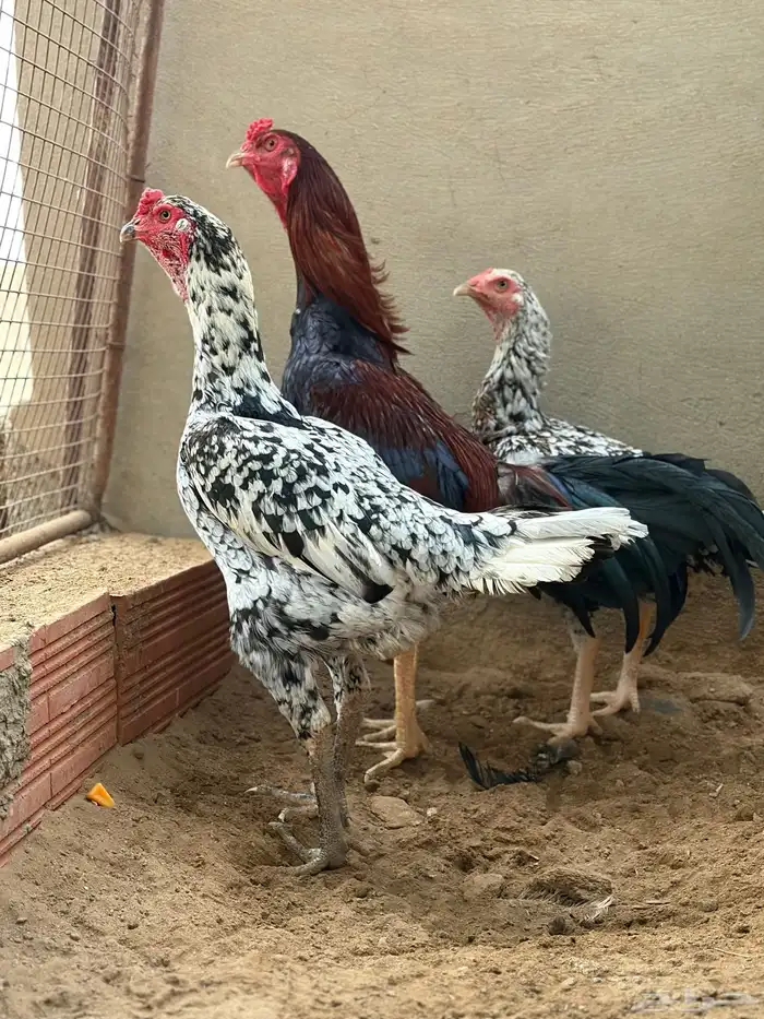 دجاج سندي من حلال العم غبشان 1