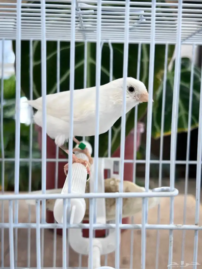 انثى كناري 6