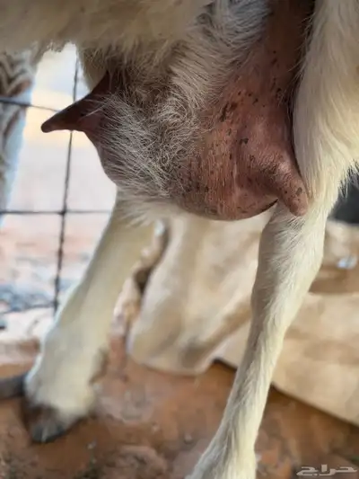 عنز مشروكه حاصب index