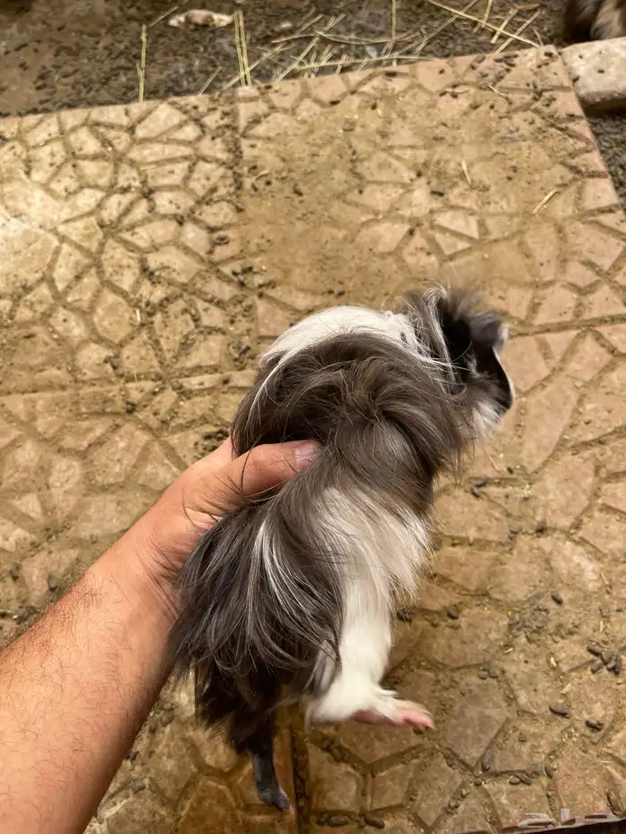 وبرة نظيفة وبشعر كثيف (أمريكي- فرنسي- بلدي) 16