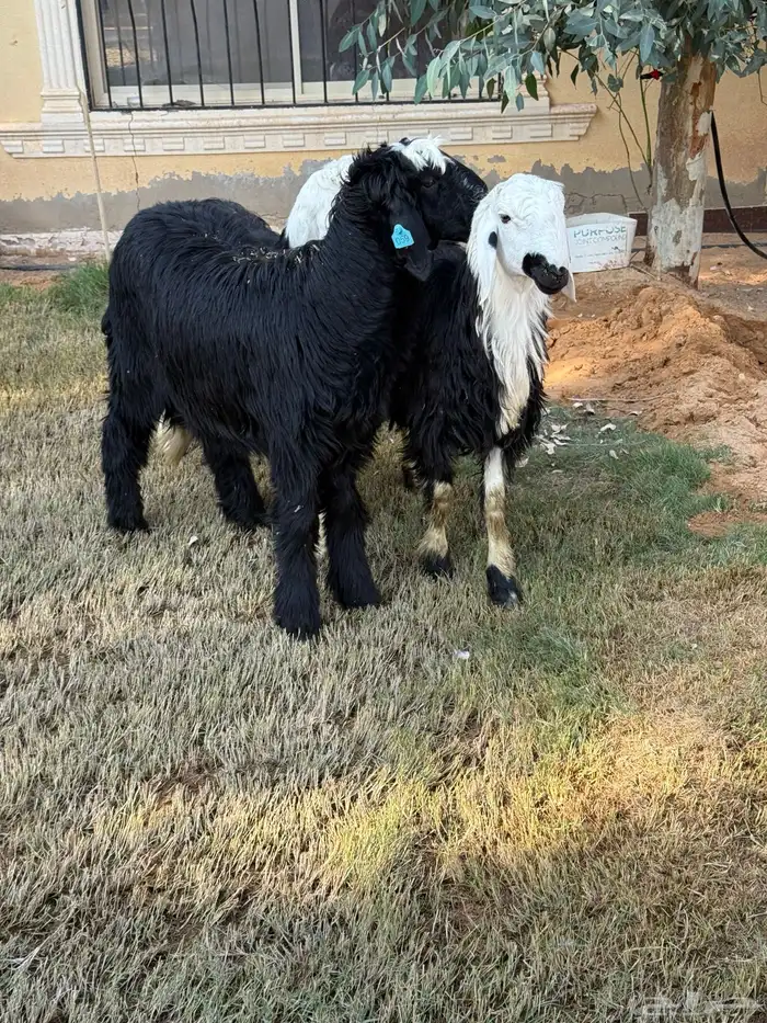 نجدي خرفان 2