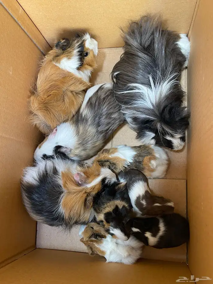 زوجين وبرة عليهم 6 عيالهم 2